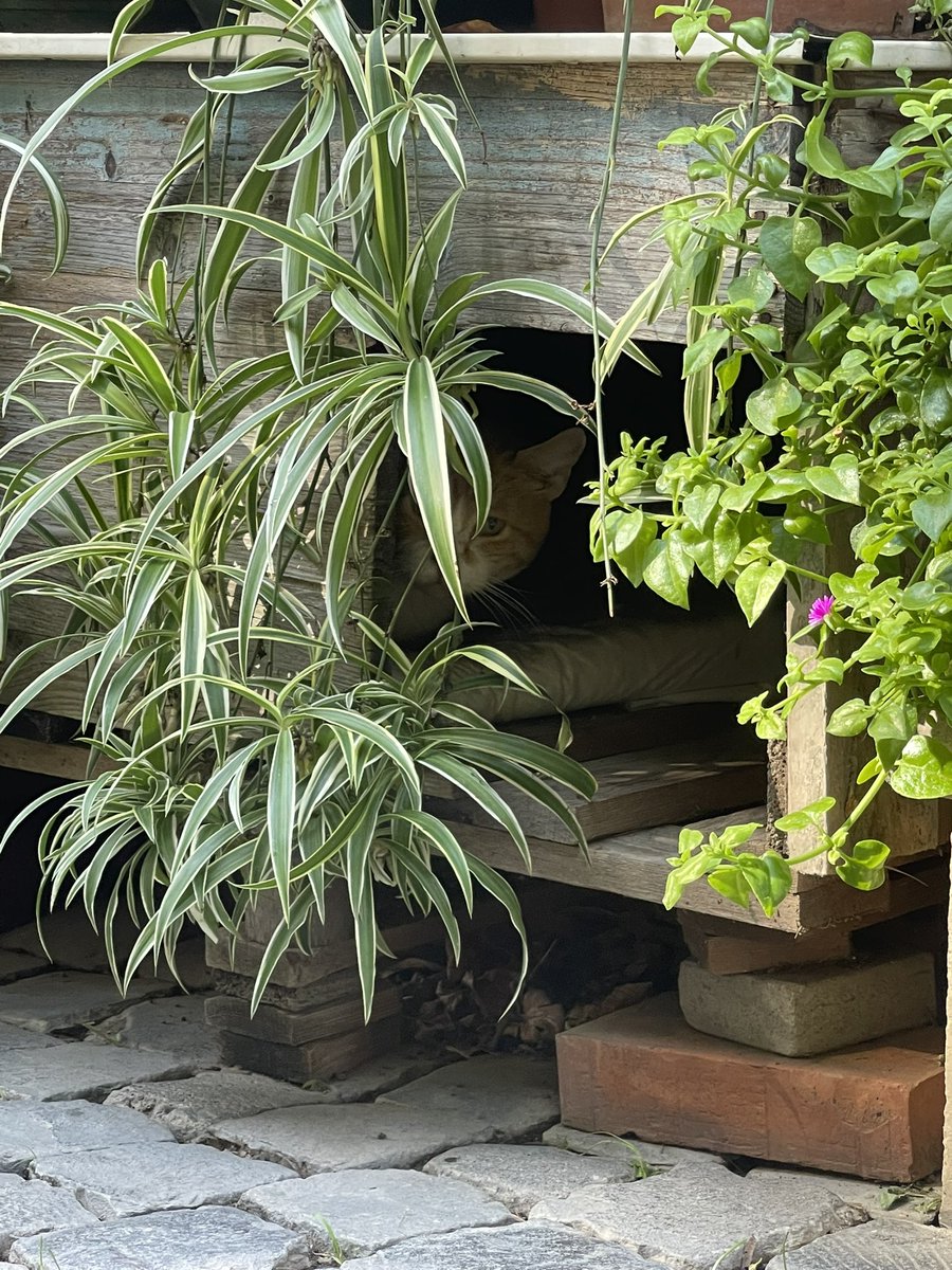 The___Somebodys's tweet photo. @HodlerCoalition I missed these! But here r some plants AND a cat🙈🙈 https://t.co/74vxlMK3Is