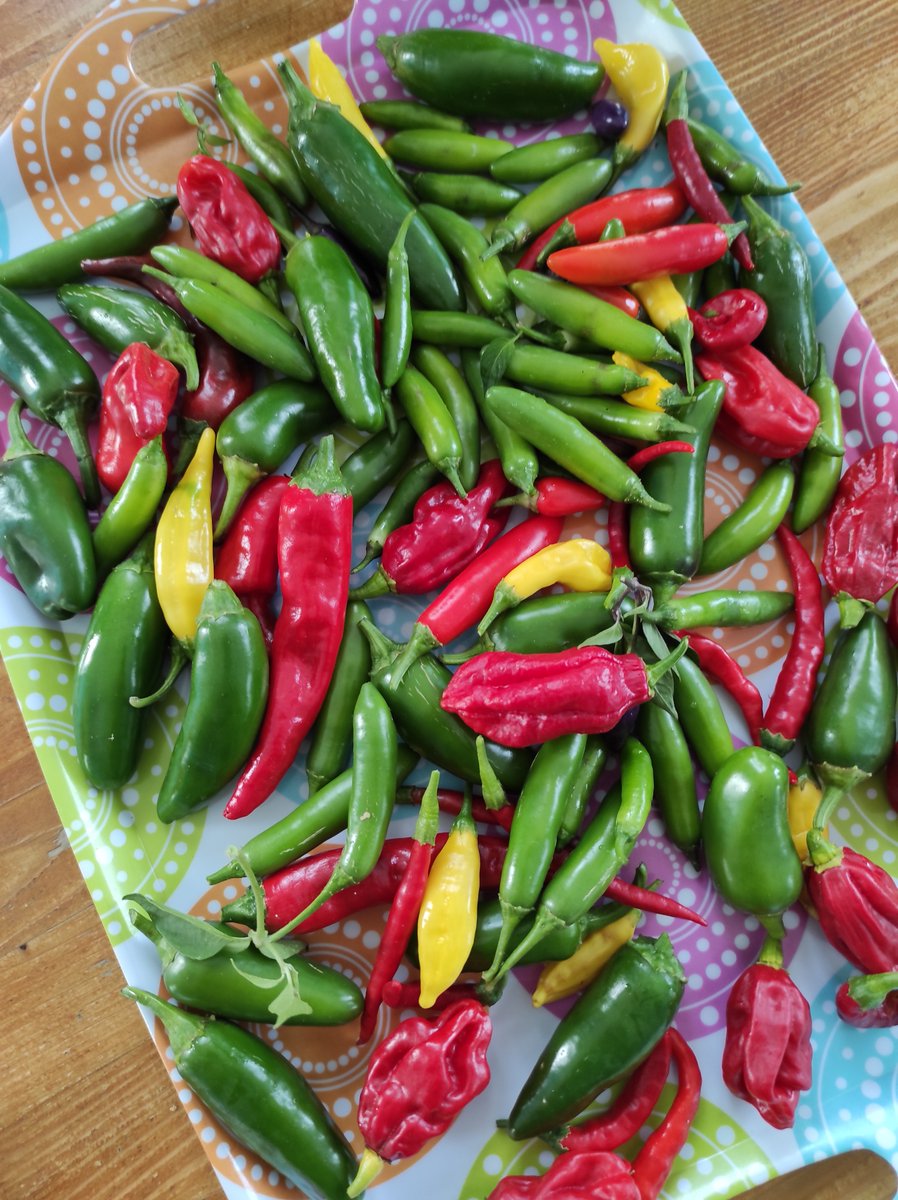 ChillisandSpice's tweet photo. Spot the Ghost pepper 🌶️
#ghostpepper #chilligrower https://t.co/qV2uaL9L2s