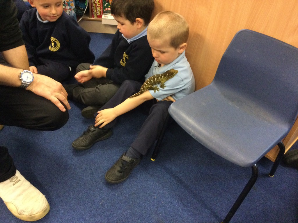 MrHardstaff's tweet photo. To celebrate #scifest this week, we had a visit from @ZooLabUK! We got the chance to meet Caspar the snake, Phantom the tarantula, Honey the gecko and Princess Katie the rat! @bastonceprimary #EYFS #animals 🐍🕷️🦎🐀 https://t.co/nsPx6z6E07