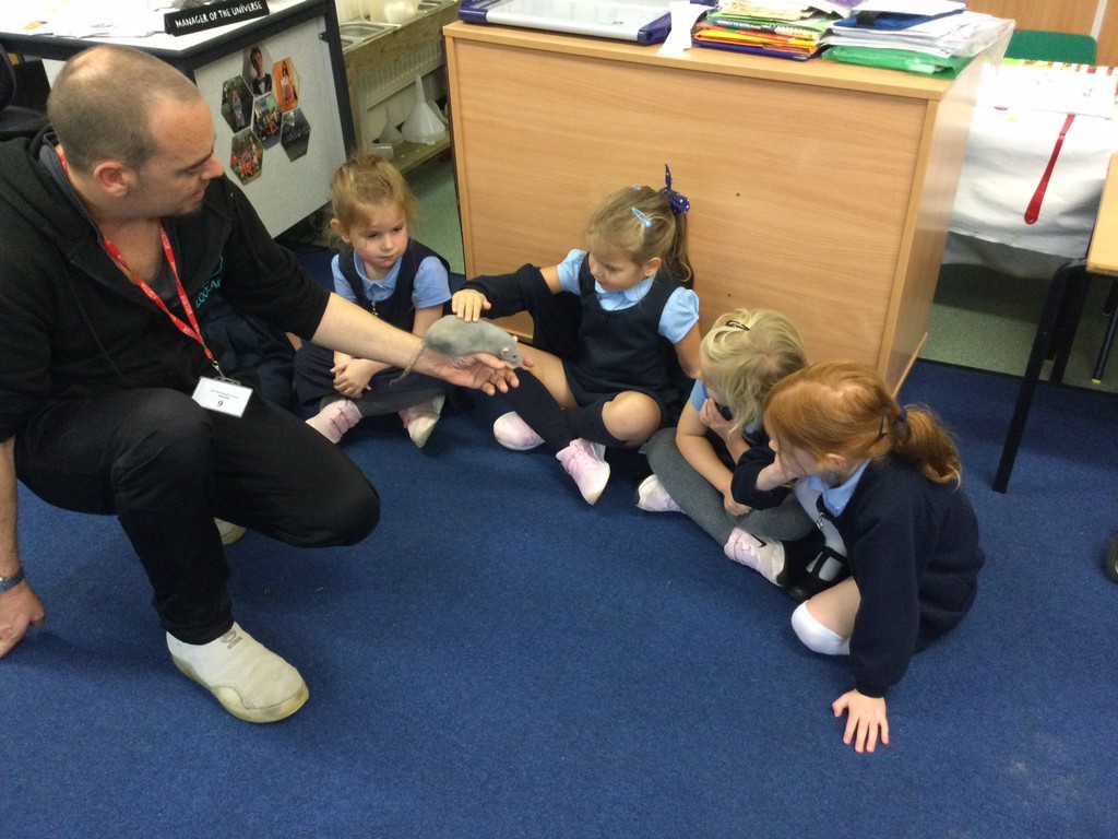 MrHardstaff's tweet photo. To celebrate #scifest this week, we had a visit from @ZooLabUK! We got the chance to meet Caspar the snake, Phantom the tarantula, Honey the gecko and Princess Katie the rat! @bastonceprimary #EYFS #animals 🐍🕷️🦎🐀 https://t.co/nsPx6z6E07