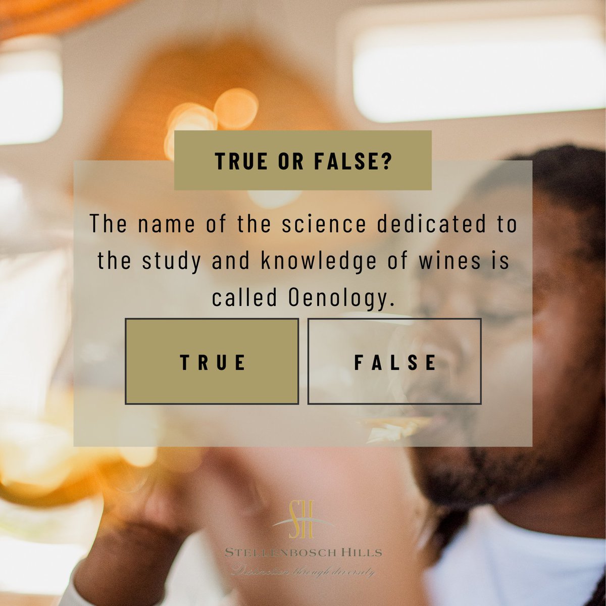 Stellenbosch Hills tweet media