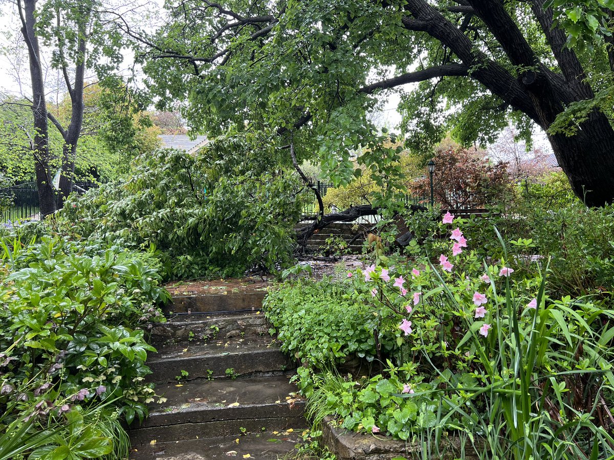 booth_alison's tweet photo. Weighed down by water, the Manchurian pear tree lost one of its branches last night with an enormous crash. Time to go shopping for a small chainsaw. #LaNina #canberraSpring https://t.co/djTQkynSx5