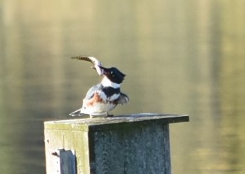 Catch of the day for a Kingfisher at Lake Artemesia #AnacostiaRiver <a href="/anacostiaws/">Anacostia Watershed Society</a> Catch the 6th annual Anacostia Bioblitz between now and midnight Sunday anacostiaws.org