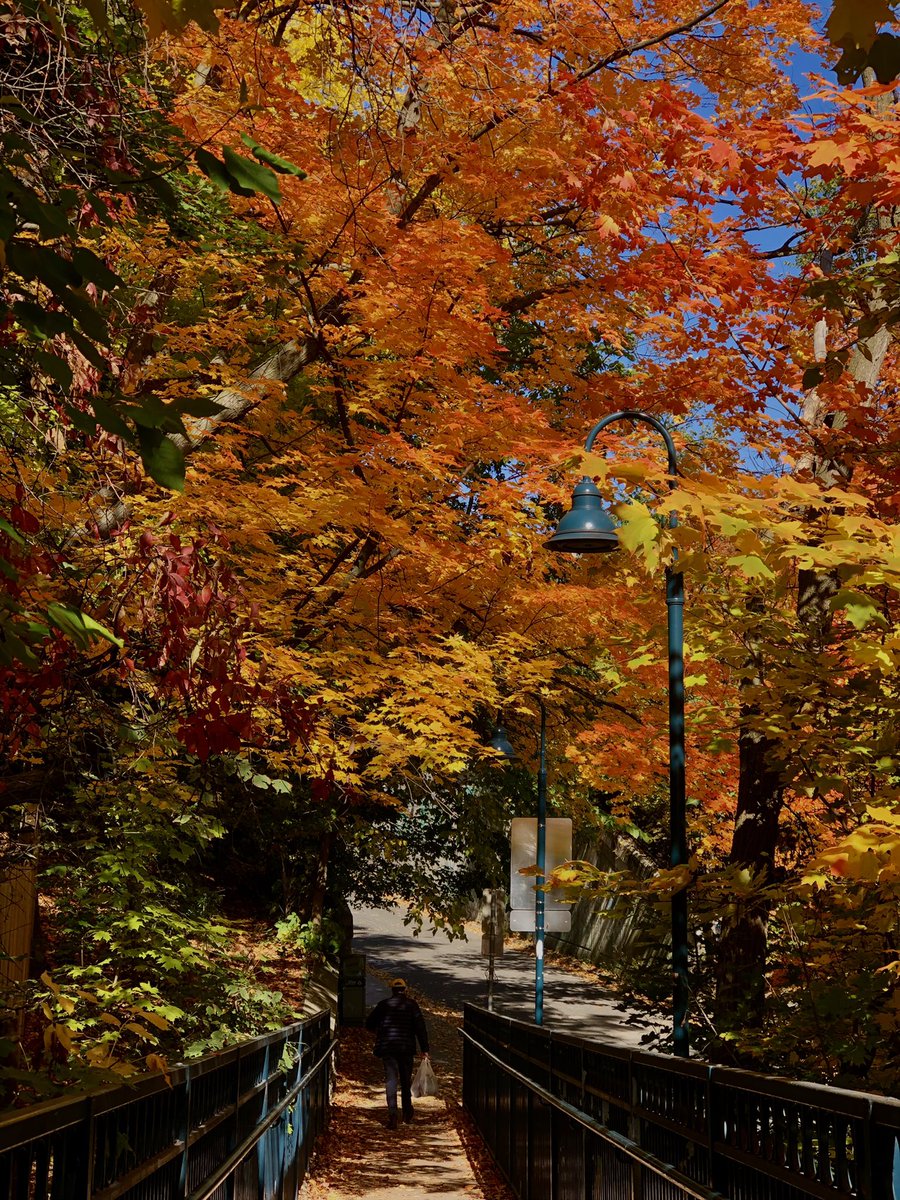 The leaves this year have been so beautiful! The walk home from the local corner store is at a whole new level! 🍁
