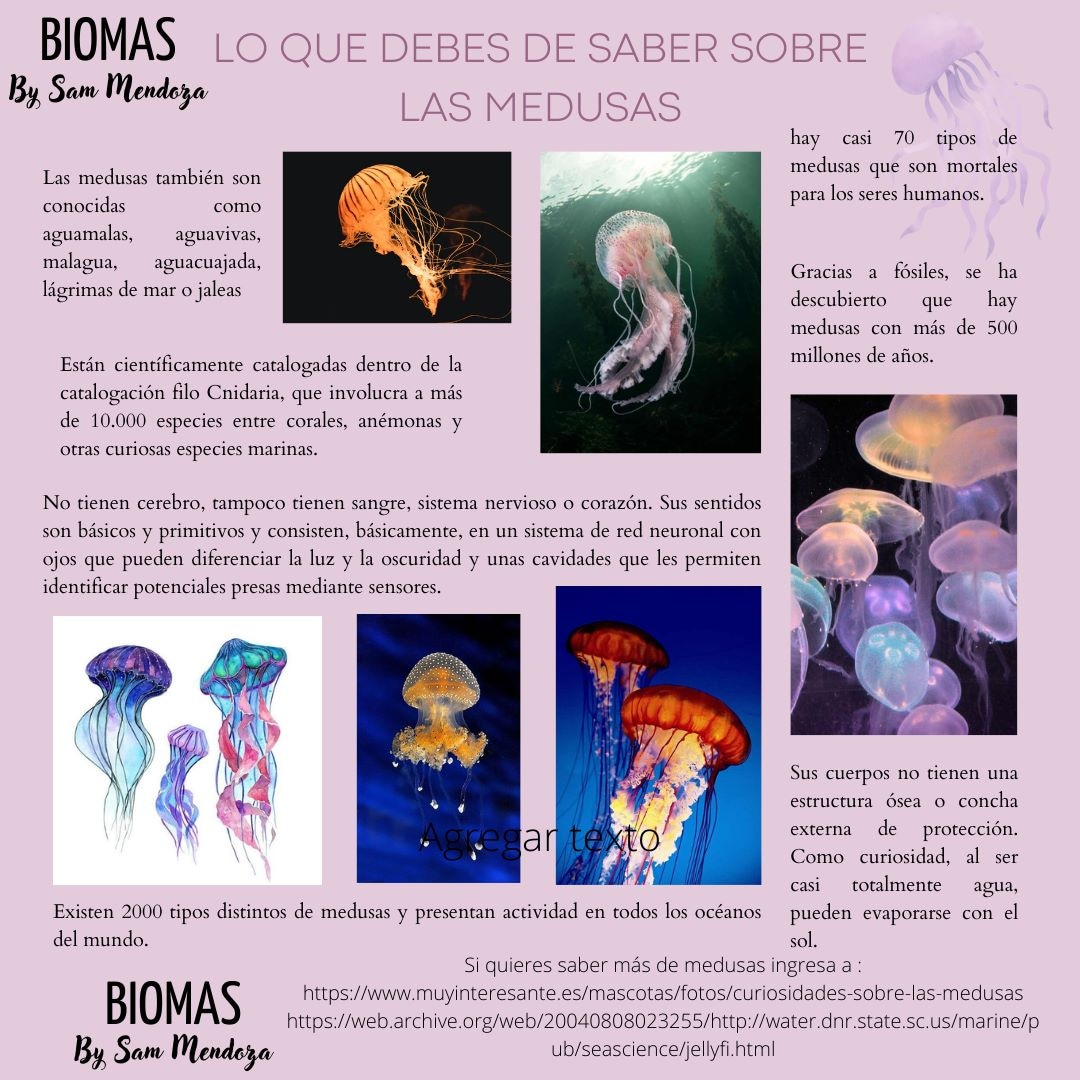 MRSBIOMAS's tweet photo. #science #biology #jellyfish #medusas #ciencia #biologia https://t.co/9KbU7juPJf