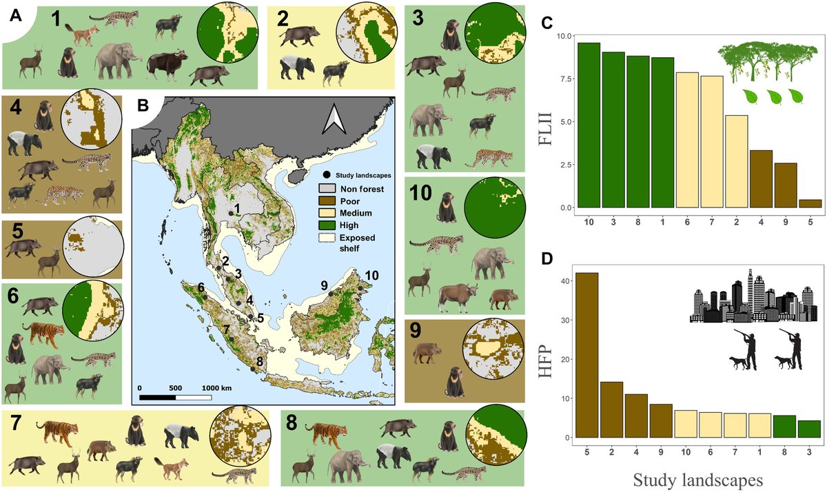 Megafauna extinctions produce idiosyncratic Anthropocene assemblages @ScienceAdvances doi.org/10.1126/sciadv…