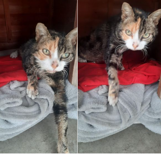 DelavegaPepita's tweet photo. URGENCE ADOPTION POUR CETTE PETITE MAMIE 🙏💖🍀
besoin d'1 foyer pour finir ses vieux jours au chaud. 
Fourrière départementale eurélienne 
📞02.37.36.02.04  🥰
#Fourrière #EureetLoir #dpt28 #centrevaldeloire https://t.co/cXIVoAoIHl