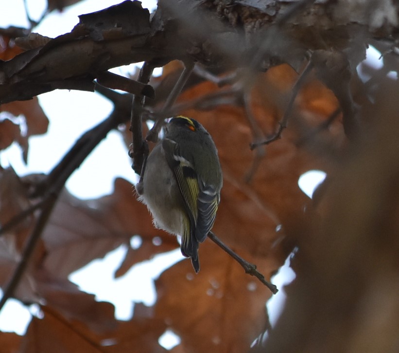A pair of Kinglets - Ruby-crowned and Golden-crowned - at Lake Artemesia today #AnacostiaRiver <a href="/anacostiaws/">Anacostia Watershed Society</a>