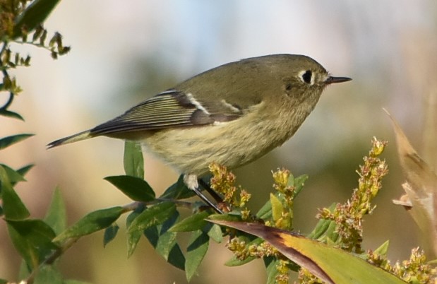 JMGconsult's tweet photo. A pair of Kinglets - Ruby-crowned and Golden-crowned - at Lake Artemesia today #AnacostiaRiver @anacostiaws https://t.co/6W0cGm7YIl