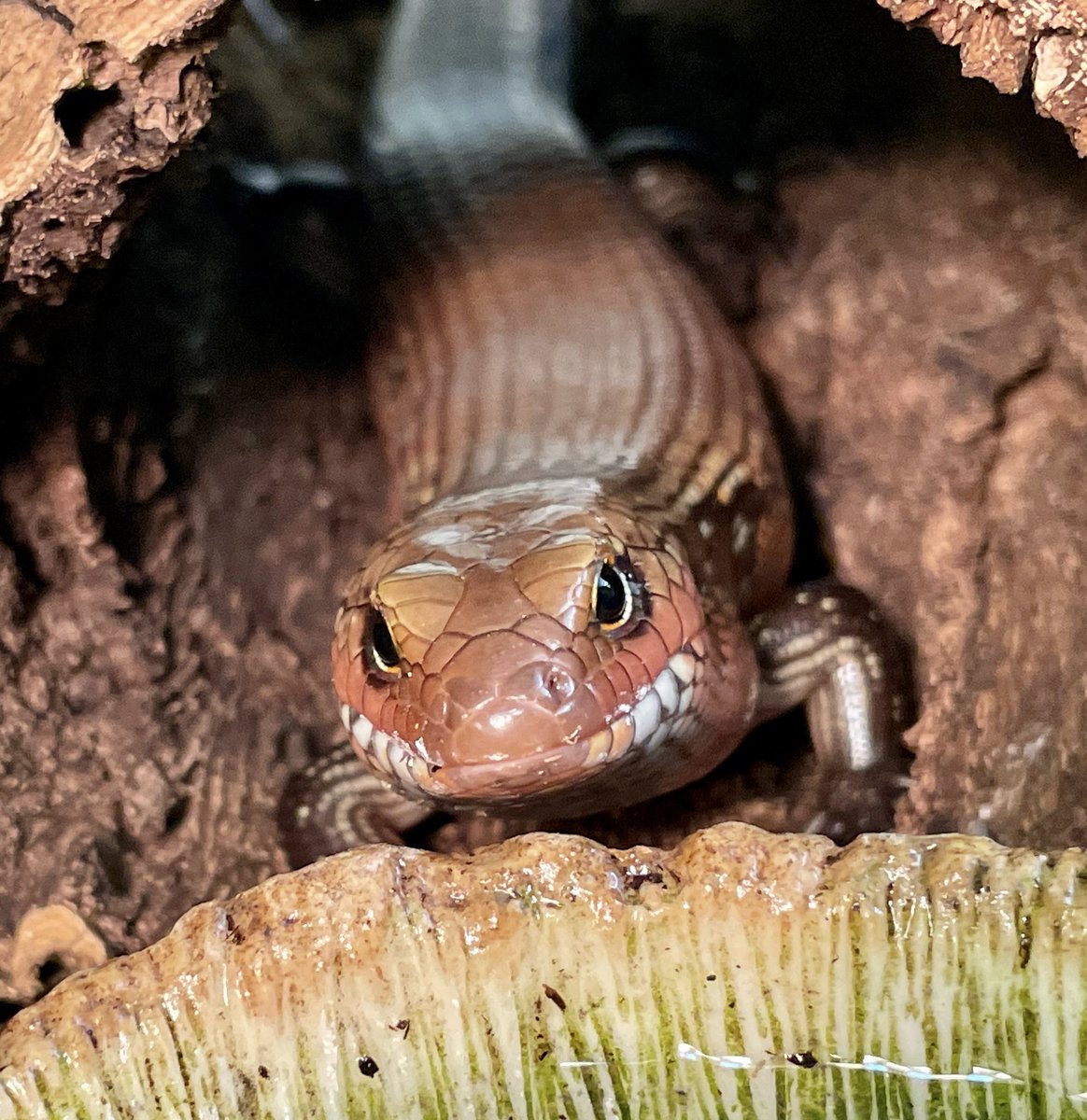 markowenmartin's tweet photo. The #LadyAzula of the #FireSkinkNation is getting ready to shed again, it looks like. Not so colorful, but full of skinkadoodle personality. She looks SO fierce here. Suggestions for a thought bubble caption? https://t.co/zdKixdqNtl