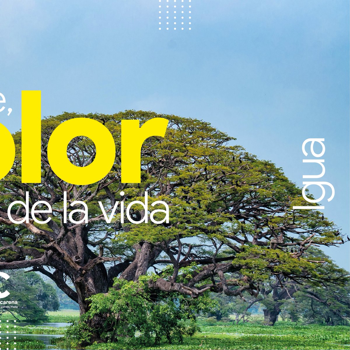 CORMACARENA's tweet photo. ¡Verde: el color de la vida!💚Además de dar color a los hermosos paisajes del territorio, los árboles producen oxígeno, reducen la temperatura y regeneran los nutrientes del suelo; por todas estas razones, queremos contemplar un #MetaVerde.
#SomosVidaSomosFlora #Cormacarena https://t.co/NLnfWEi5QU