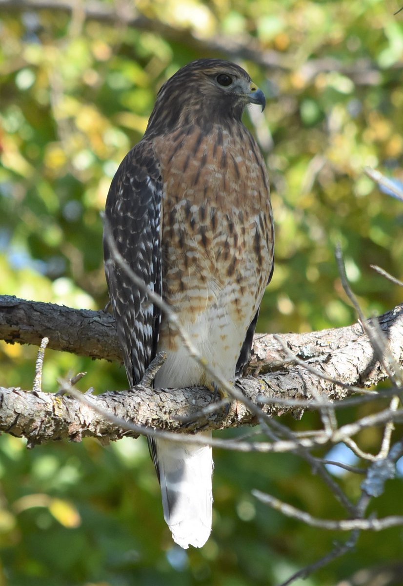 A magnificent hawk hanging out at Lake Artemesia #AnacostiaRiver <a href="/anacostiaws/">Anacostia Watershed Society</a>
