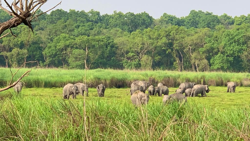 Happy to inform creation of Terai Elephant Reserve at Dudhwa-Pilibhit in UP has been approved. This will be India's 33rd Elephant Reserve and will help in conserving trans-boundary migratory elephant population. Govt remains steadfastly on the path of protecting all wildlife.