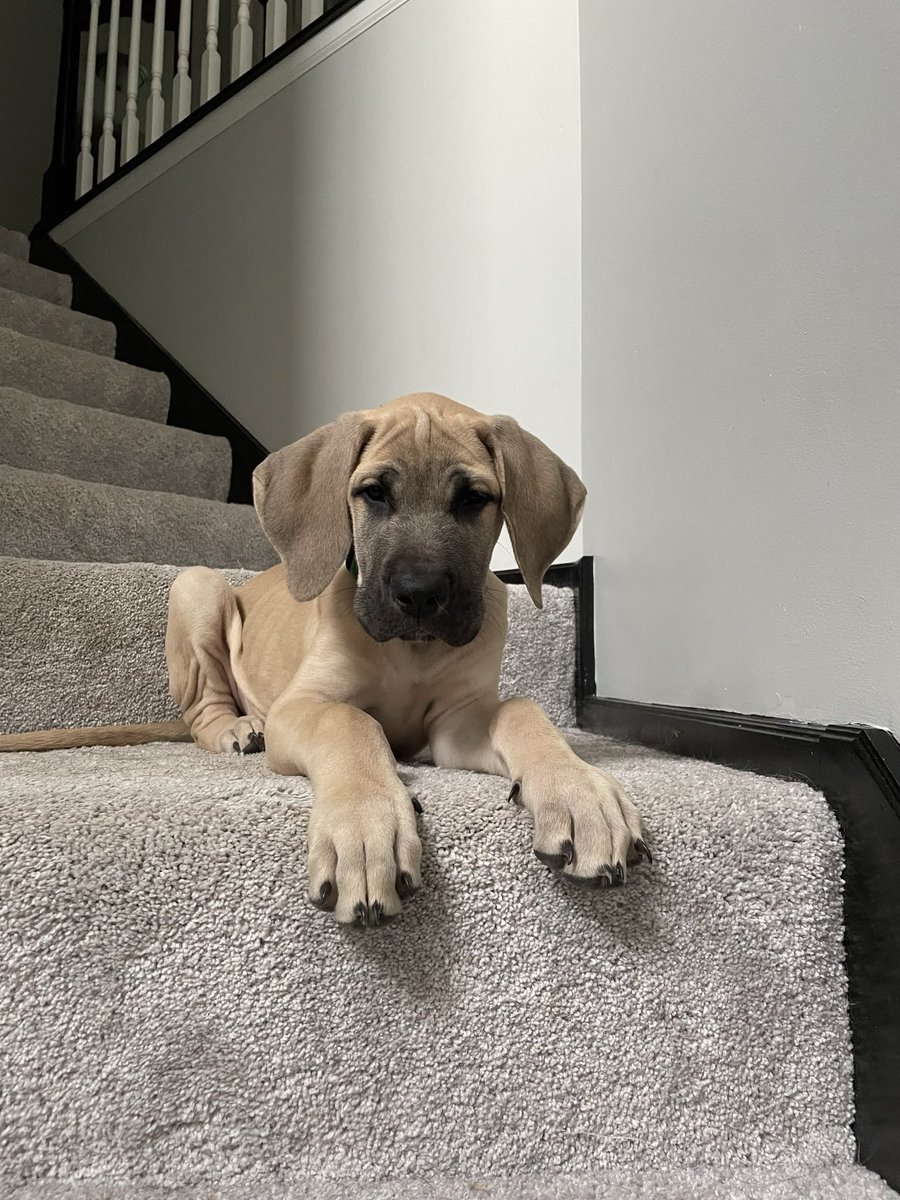 blythe_bauer's tweet photo. @BCB_Sara Hugo says hi &amp; hopes you have a great weekend😎 https://t.co/2fe3KTFmHp