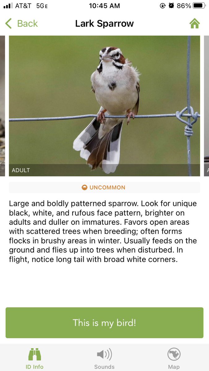 saw a lark sparrow for the first time today... always very exciting to see a new bird . didn't have my camera so here is an artists rendering of the suspect