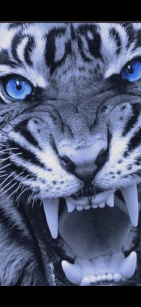 Back to Back to Back COC Championships! 

#buildingchampions