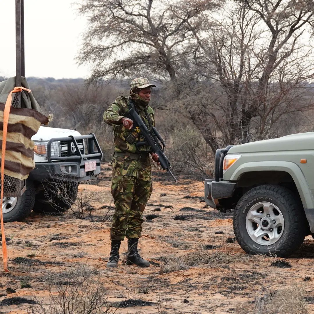 kitesurferpeter's tweet photo. Lion released by Botswana rangers, police and army in Mabuasehube. Lions taking cattle 70 km outside are captured and released in the park. Great work!

#Mabuasehube
#botswana
#Kgalagadi 
#southafrica 
#safari
#kalahari
#wildlife
#lionsp https://t.co/JTLV7PheHJ