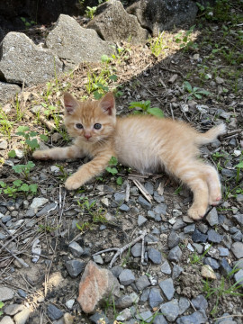 佐賀新聞社 犬猫動物たちを救い隊 Sagashimbun Pet Twitter