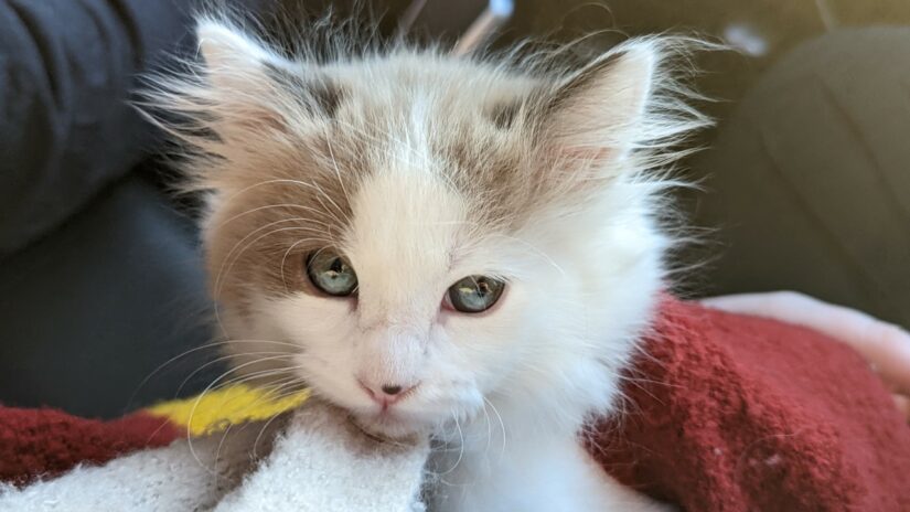 PeterAskin1's tweet photo. Adorable kitten "Omeck" at the BC SPCA shelter on #SaltSpringIslandBC was born with a deformed leg &amp; needs an amputation! Please donate for this wee tyke! Thank you 🙏
https://t.co/XGaVim5tKj

Kitten born with leg deformity needs your help https://t.co/L2bgWgpxjO https://t.co/mrvJuoh21b
