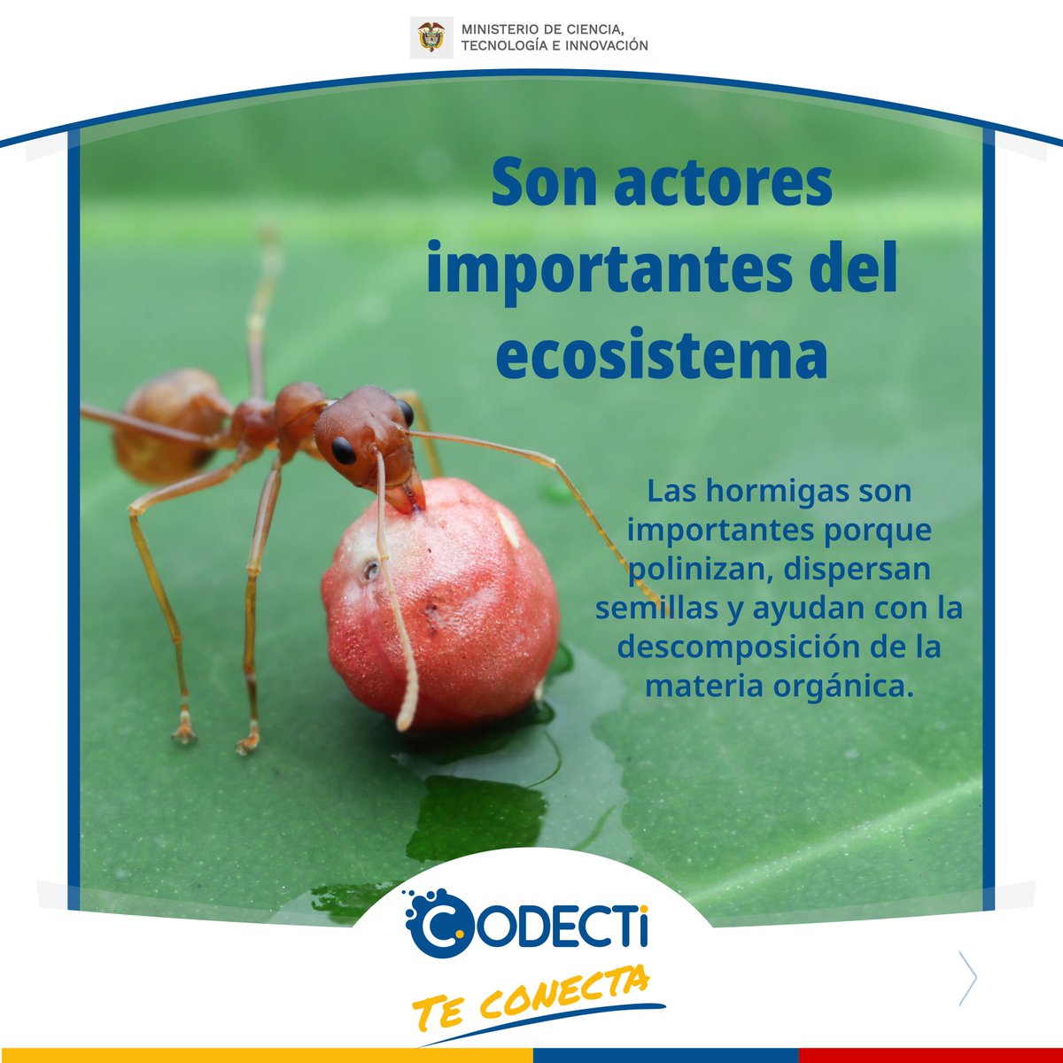 CodectiCol's tweet photo. Científicos han estimado la cantidad de hormigas en el planeta y calculan que su biomasa supera la de los mamíferos terrestres y aves silvestres juntas.
La ciencia nos ayuda a conocer.
#CODECTI Trabajamos juntos por la ciencia. https://t.co/AbWr3R7dXg