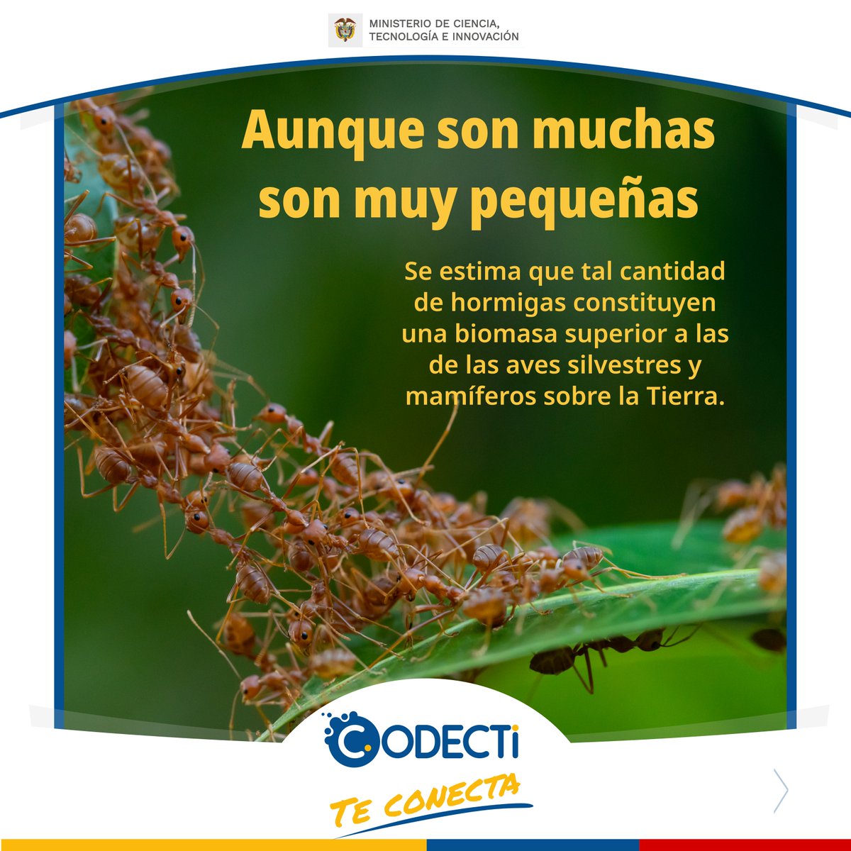 CodectiCol's tweet photo. Científicos han estimado la cantidad de hormigas en el planeta y calculan que su biomasa supera la de los mamíferos terrestres y aves silvestres juntas.
La ciencia nos ayuda a conocer.
#CODECTI Trabajamos juntos por la ciencia. https://t.co/AbWr3R7dXg