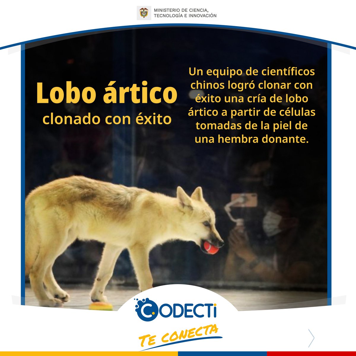 CodectiCol's tweet photo. Científicos chinos han logrado clonar, con éxito, un ejemplar de lobo ártico. Es un hito ya que muestra las posibilidades de esta técnica para la conservación de especies en peligro de extinción o con baja tasa de reproducción.
#CODECTI Trabajamos por la ciencia.
Foto de Xinhua. https://t.co/rIKNcFNGBE