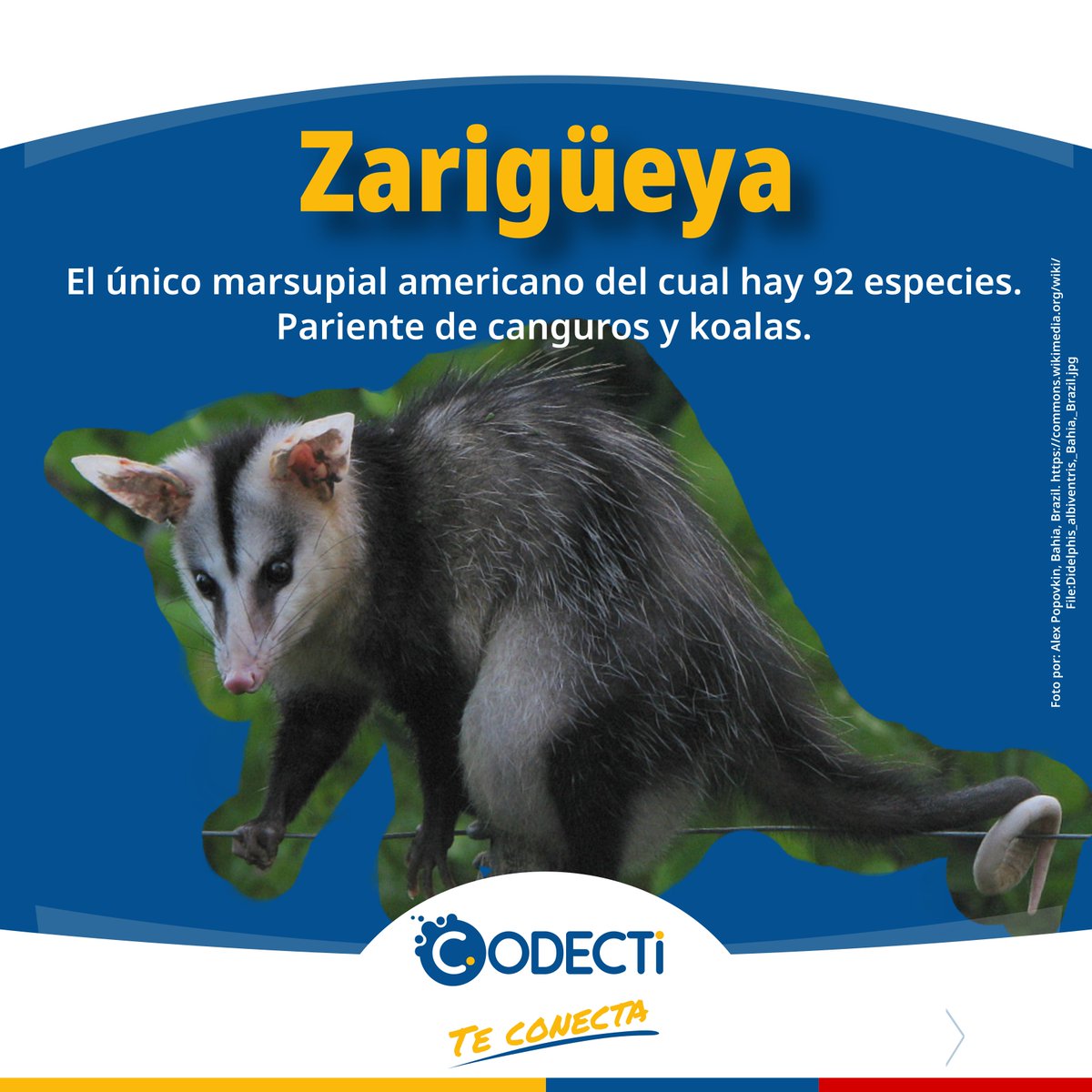CodectiCol's tweet photo. Las zarigüyeas son los marsupiales nativos de América. Nos ayudan a controlar plagas y a desarrollar suero antiofídico, gracias a su gran resistencia al veneno de serpientes.
Las zarigüeyas son aliadas de la ciencia. Conócelas y trabaja con ellas.
#CTeI #Zarigueya #ColombiaBio https://t.co/8bolXfOKAq