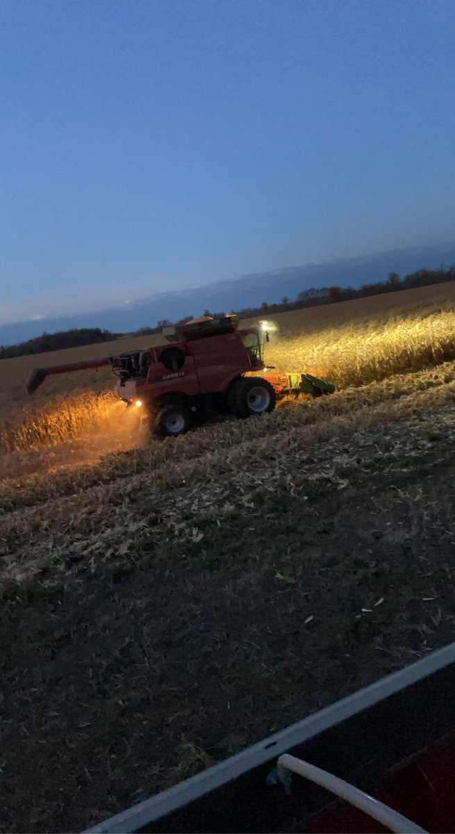 Warks25's tweet photo. Never thought we’d combine corn on our farm but here we are https://t.co/k83Hys7vYy