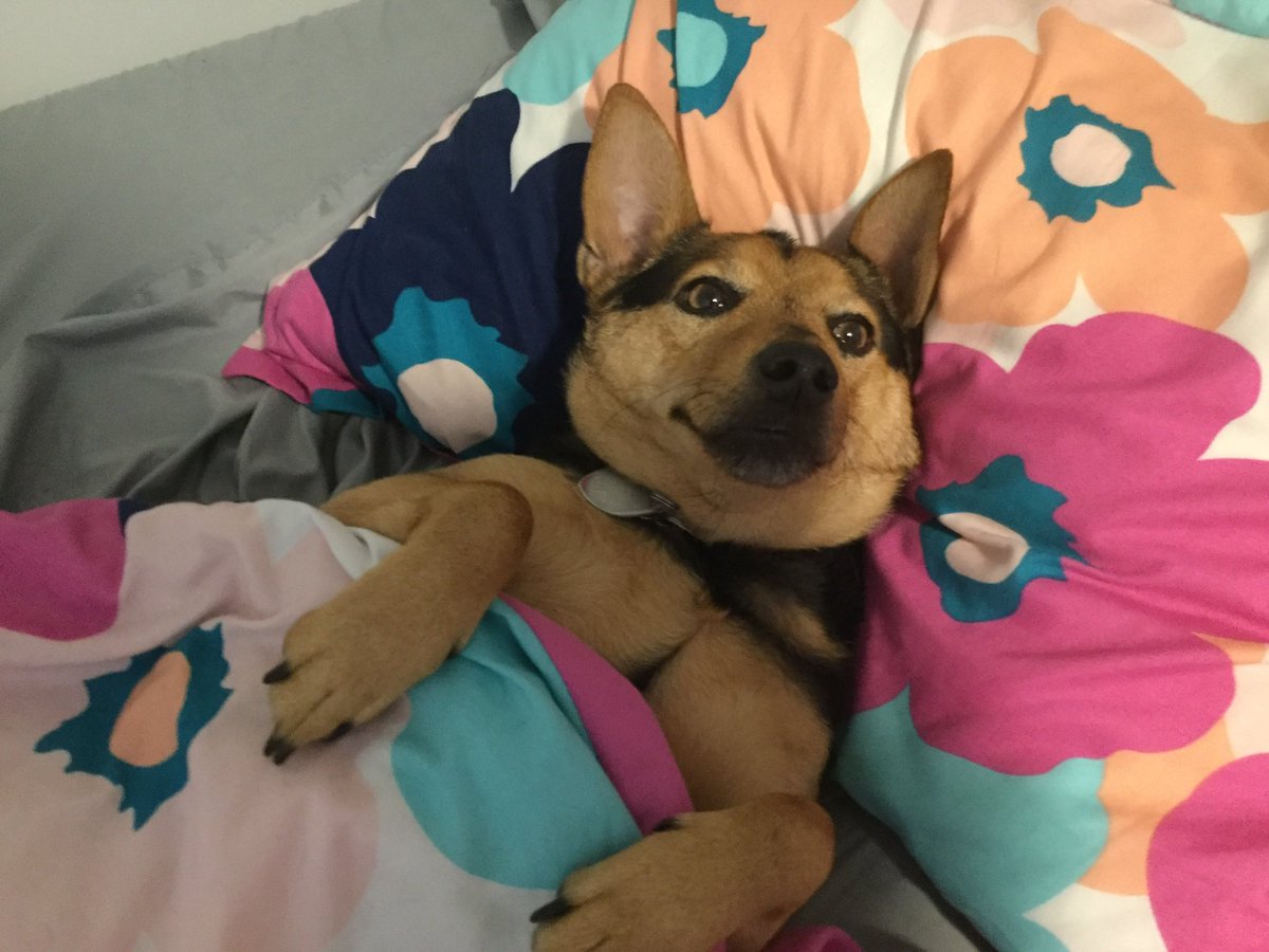 beafox67's tweet photo. @Happydog___ Yep my dog can lay on my bed all he wants he’s my precious baby https://t.co/2RV9wYJwM9