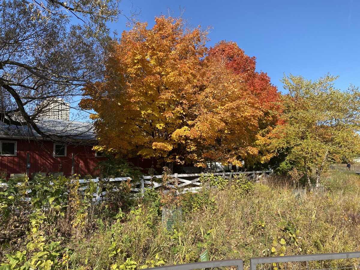 stacylindau's tweet photo. Chicago today city meets country ⁦@lincolnparkzoo⁩ https://t.co/6eG9Lc2vKE