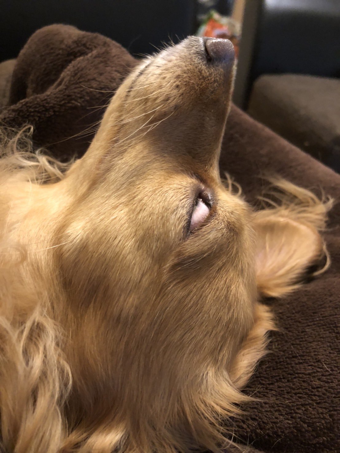 チワックスのチョコくん Choco 1901 Twitter