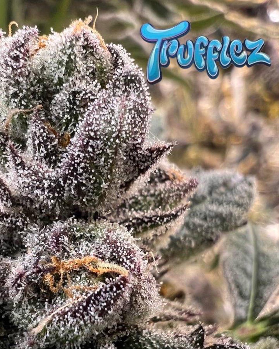 mtvpaxbackup's tweet photo. #Truffleatti phenos looking ❄️ #trufflez https://t.co/QuUw4lLtq9