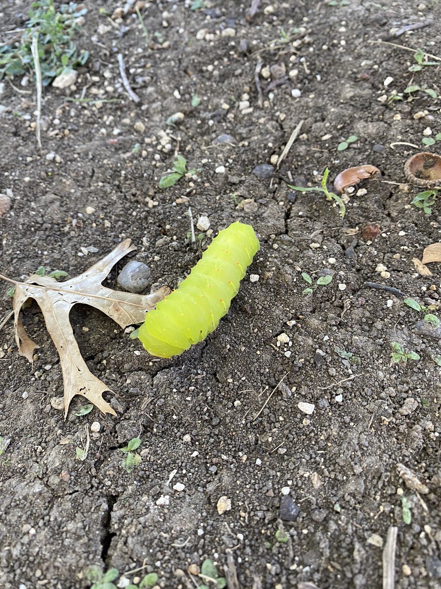 caseykelli1's tweet photo. These students were so excited to show me their discovery today at recess!  Check out this caterpillar 🐛 @IsbellPride #IsbellPride https://t.co/7oGY7T2sPg