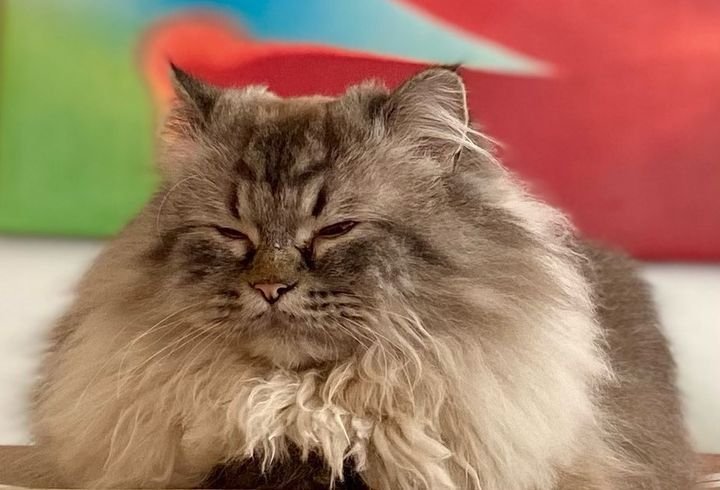 TMI_Uruguay's tweet photo. In other #ShadowFam updates..
Autumn lover♥️ @VanessaMatsui..
"Here’s some floof for your Friday enjoyment." #Nigel @AdamKWilson..Somewhere down the road w @AnnaBananaHops..Bday wishes from @hijackylai to her friend @LourizaTronco..
#GhostBFF #TheBreach #Underpaint #EraserReborn https://t.co/duoVhNFoWF
