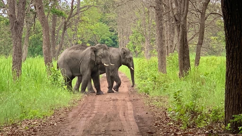 rameshpandeyifs's tweet photo. Good news is that MoEFCC has given nod for creation of Terai Elephant Reserve in Dudhwa-Pilibhit landscape in UP. This will be the 33rd Elephant Reserve of the country after its notification by the State govt. Kudos to all involved in this endeavour. https://t.co/e0t1lm4tIa