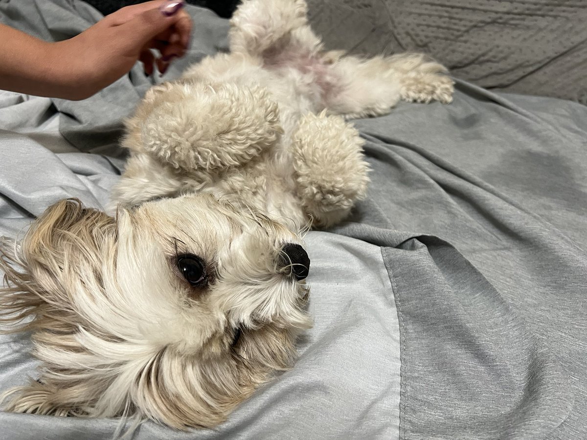 _SweetMonica's tweet photo. My baby brat Luna https://t.co/4DrR8u8pF9