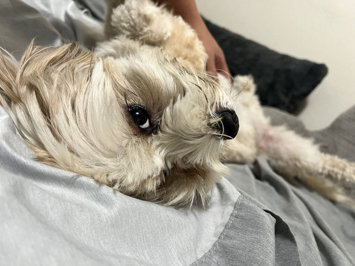 _SweetMonica's tweet photo. My baby brat Luna https://t.co/4DrR8u8pF9