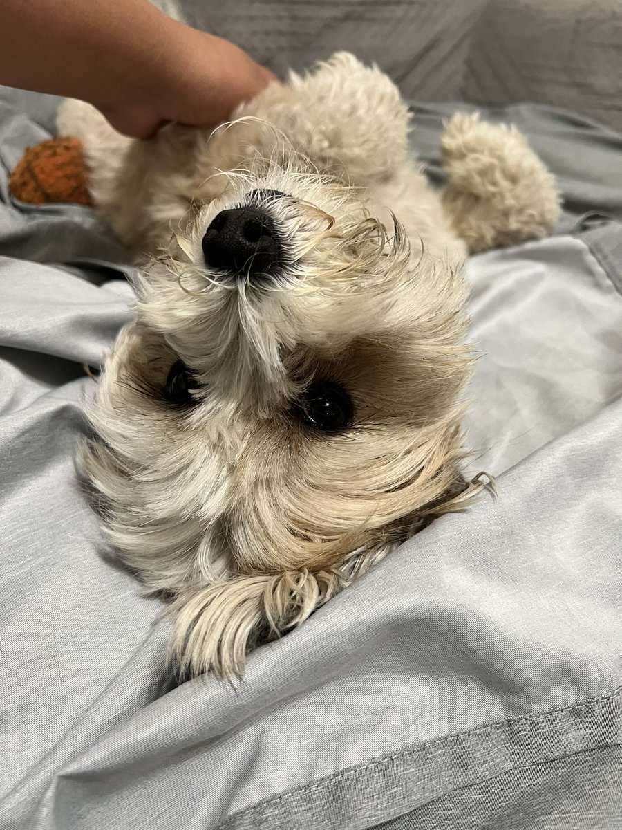 _SweetMonica's tweet photo. My baby brat Luna https://t.co/4DrR8u8pF9