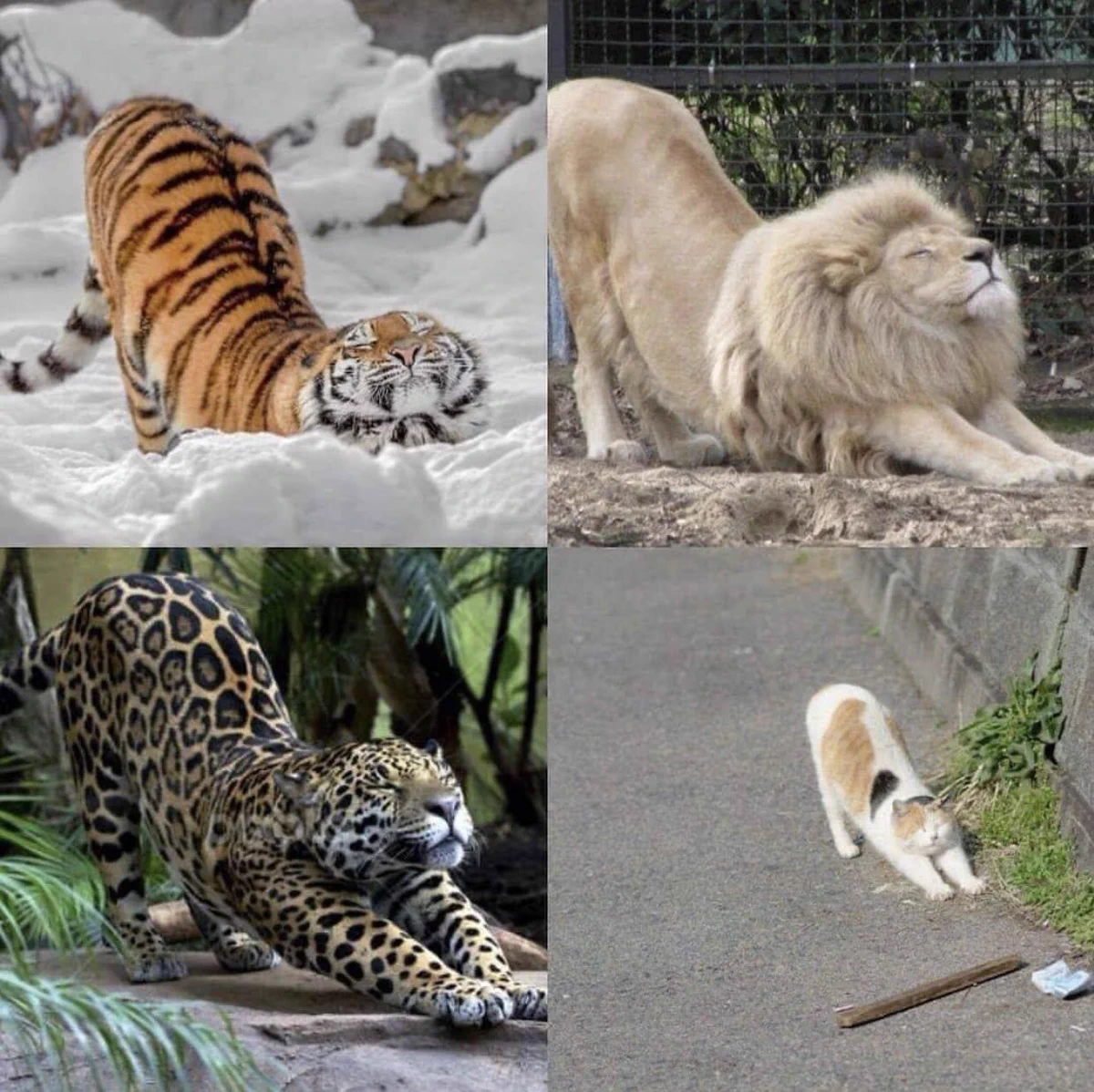 大きさは違っても同じ！ネコ科の動物はみんな同じポーズをする！