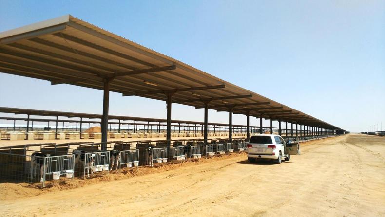 Almarai Dairy farm in Saudi Arabian desert produces 960,000 litres of Milk everyday and has 46,000 animals. 23,000 were calving by the start of 2022. All of its feeds are imported and is the largest supplier of milk and its products in the Middle East. There is no excuse.