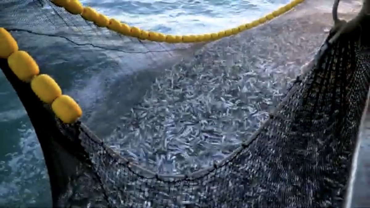 NewlynFishing's tweet photo. SustainablyHarvested nightly by our @MSCintheUK #CornishSardine fleet from #CristalClear #CornishWaters &amp; proudly offered to #SustainablyMinded consumers Nationwide via @Tesco https://t.co/LiKGHsQKde