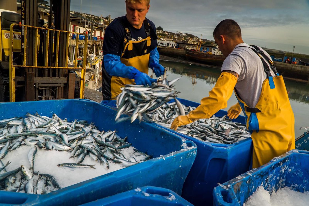 NewlynFishing's tweet photo. SustainablyHarvested nightly by our @MSCintheUK #CornishSardine fleet from #CristalClear #CornishWaters &amp; proudly offered to #SustainablyMinded consumers Nationwide via @Tesco https://t.co/LiKGHsQKde