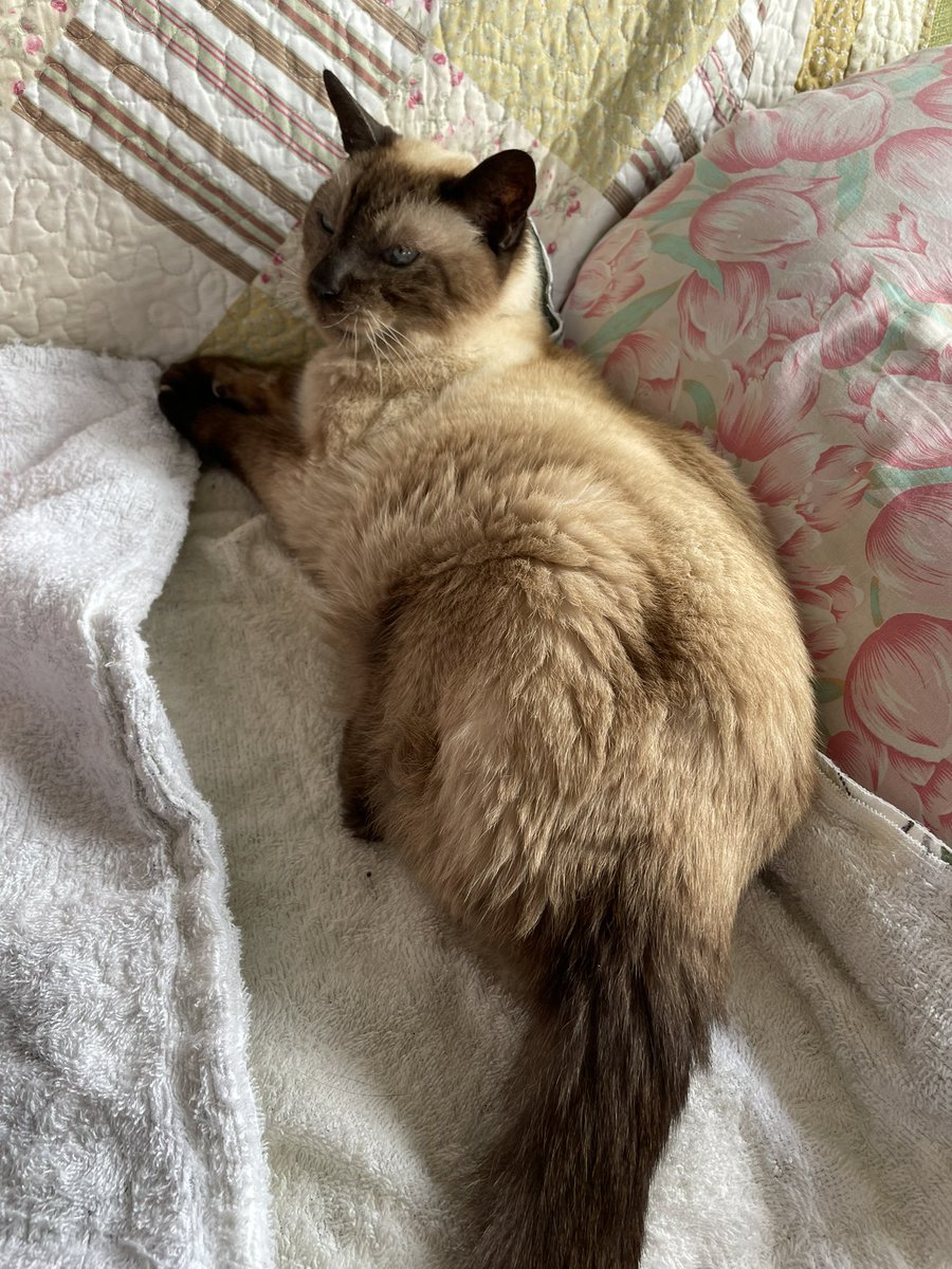 MetamKo's tweet photo. うちのマイラブ20歳になってた https://t.co/CUgms5gAD3