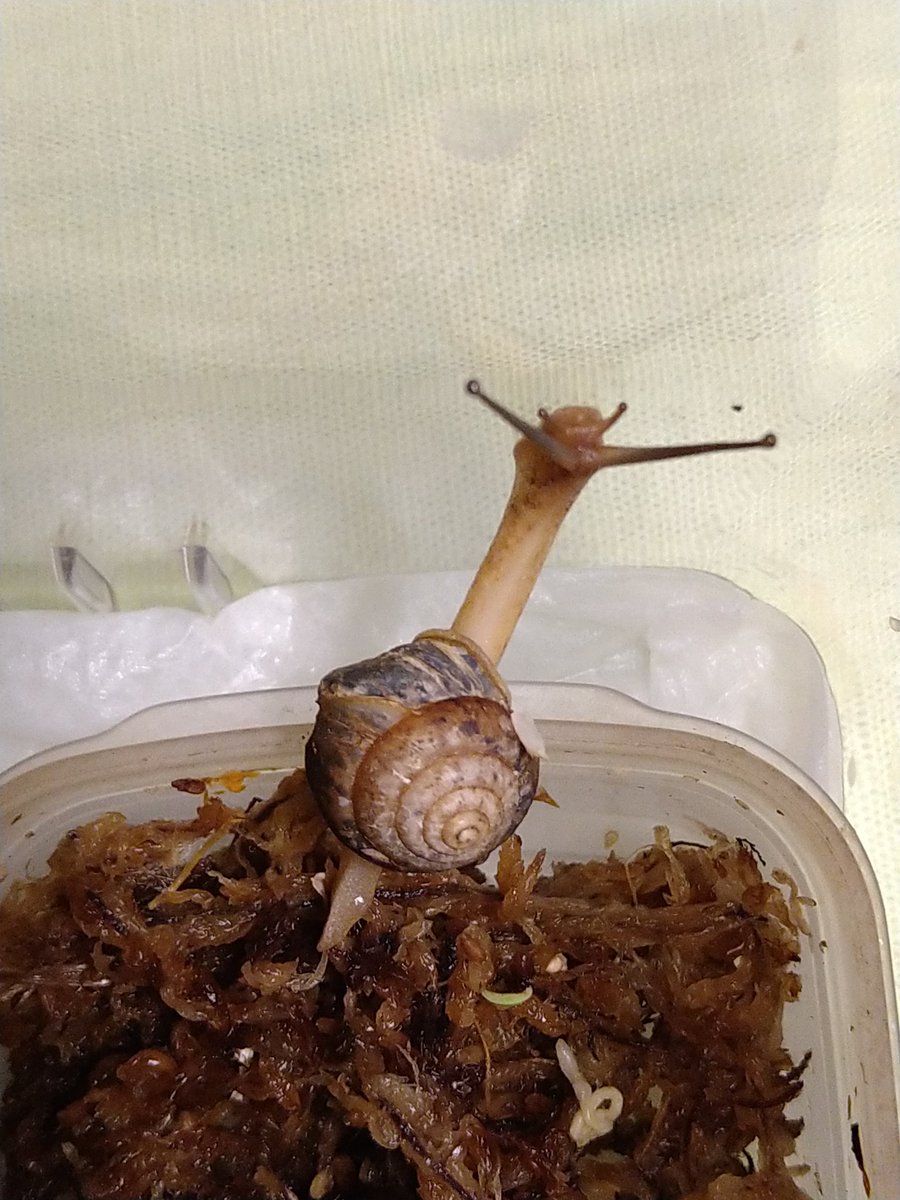 みーはな Mi Ha So Twitter