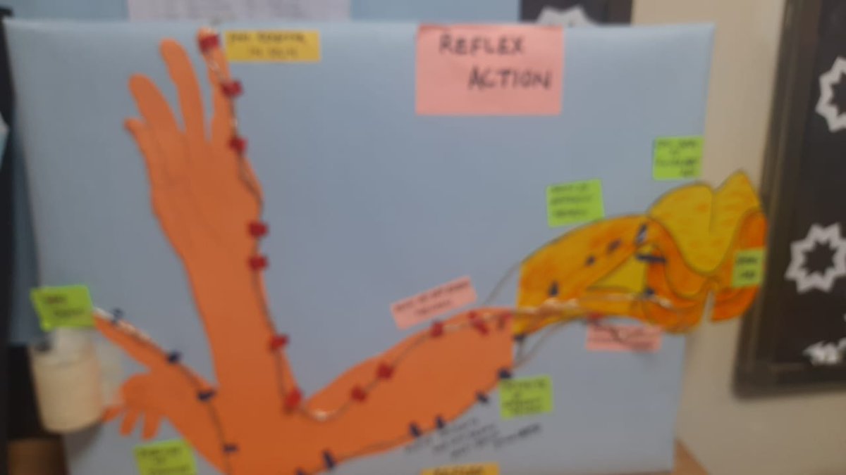SAI_Edu_In's tweet photo. SAIoneer Angel Samantray of Class V depicts a colorful description of a Reflex Action through her ingenious model. She used different papers to design a hand touching an hot object & further depicts detection of pain.
#Scientificresearch
#ReflexAction
#WorkingProcess https://t.co/Gs053STrHX