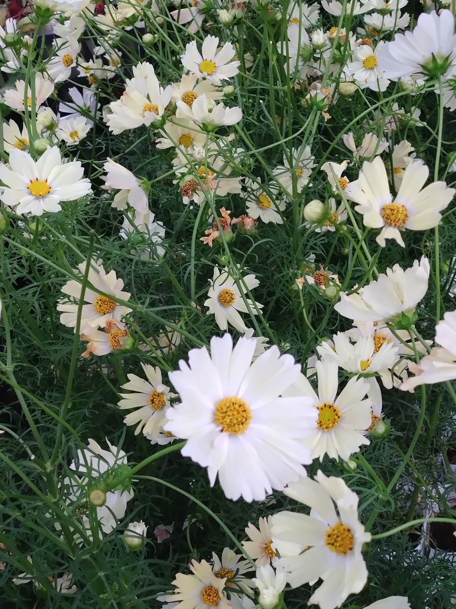 yamabiko1208's tweet image. 秋桜　
#新型コロナウイルス　#感染防止対策　#ターンドケイ　#光触媒　#光触媒電球　#業務用換気扇７機　#大型２００Ｖ換気扇　#サーキュレーター3機　#網戸サッシ10枚　#換気　#常に換気　#越谷市　#越谷レイクタウン　#そば　#蕎麦店　#そばや　#そばうどん　
#CO2センサー　#アクリル板　#除菌