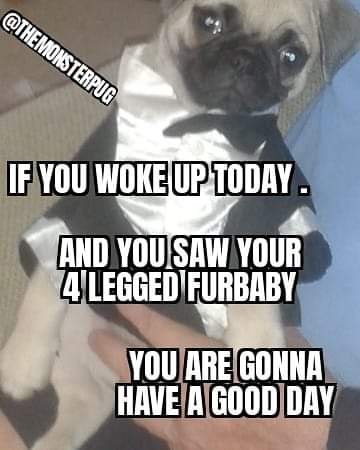 TheMonsterPug's tweet photo. https://t.co/bRtt0yASzA