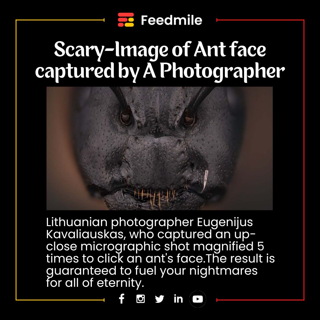 feedmileapp's tweet photo. In the 2022 Nikon Small World Photomicrography Competition, participants were tasked with documenting quite literally the 'small world' around us.

#feedmile #ant #photographer #colorful #studiomacro #animal #6legs #cutenature #insect #naturephotography #nikon #animalphotography https://t.co/uMr3iL1TiQ