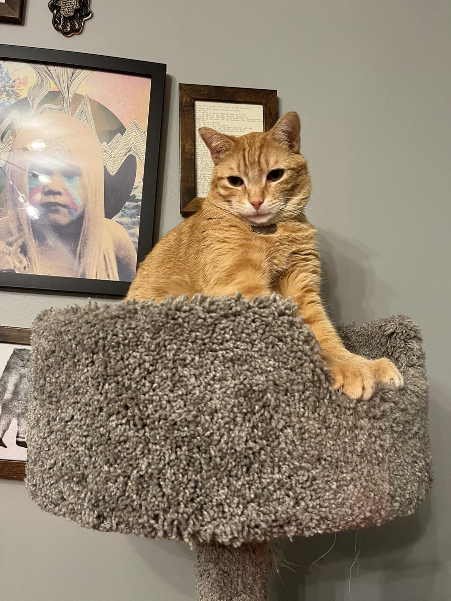 siighchedelic's tweet photo. Chicago area friends: Beans is missing and my heart is broken. I know Chicago is a big city but if you see an orange tabby cat please reach out to me. He has a collar on and he’s very friendly. (Logan Square Area) https://t.co/rFftC8rpJo