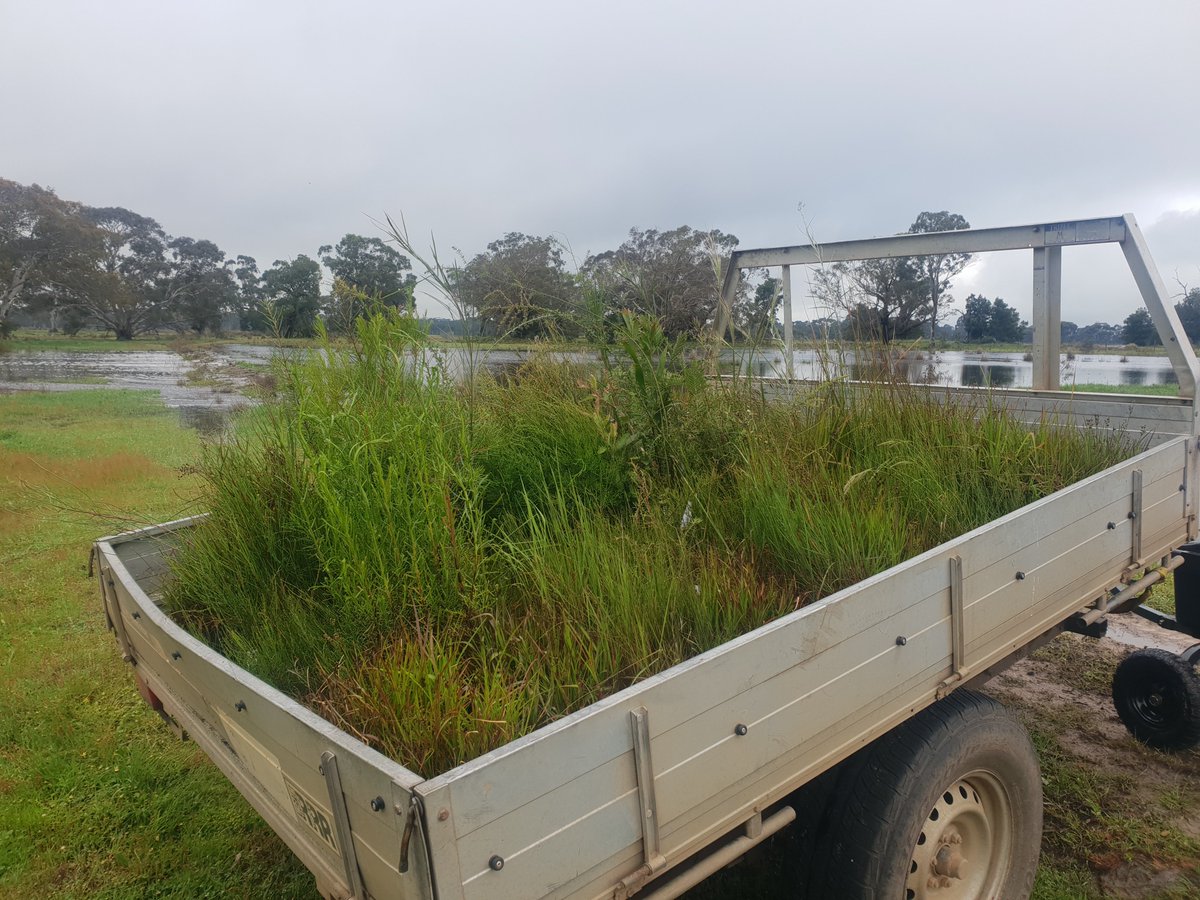 ellapouton's tweet photo. Stoked to come out to Walker Swamp today with Nature Glenelg Trust. We planted seedlings from the seedbank study that started in early 2021, from soil collected in Gariwerd. Full circle! Read more here https://t.co/fS9p4kuXGT https://t.co/PsIBVZuLKU